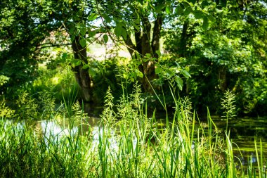 Güzel yeşil doğa kanalında