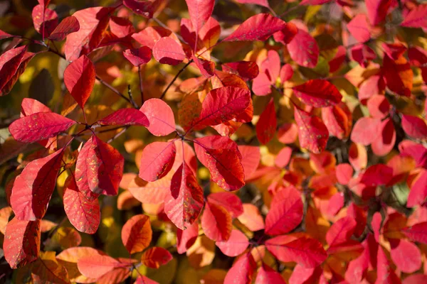 Lesen Sie Hell Blätter Herbstlichen Hintergrund — Stockfoto