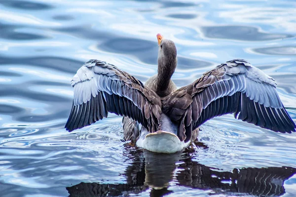 加拿大鹅在运河与翅膀向上 — 图库照片