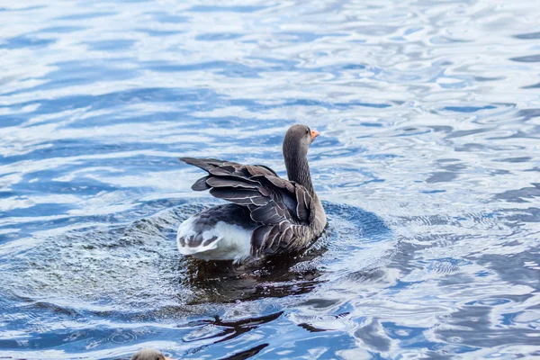 Canada Goose Canal Water — Stock Photo, Image