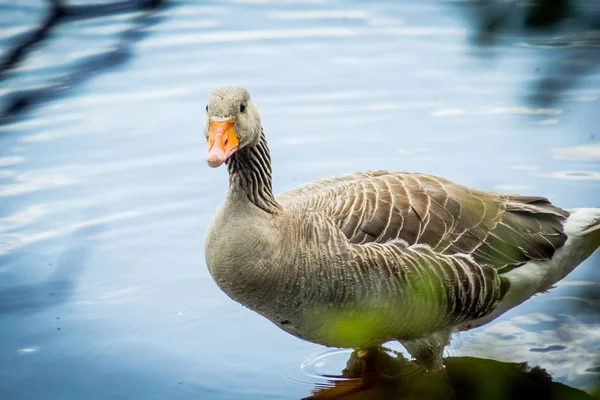 Oie Grise Sur Eau Canal Gros Plan Prise Été — Photo