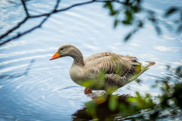 Oie Grise Sur Eau Canal Gros Plan Prise Été — Photo