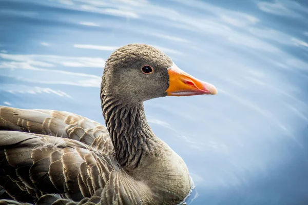 Canada Oca Canale Acqua — Foto Stock