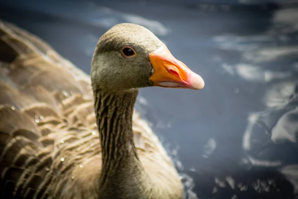 Canada Oca Canale Acqua — Foto Stock