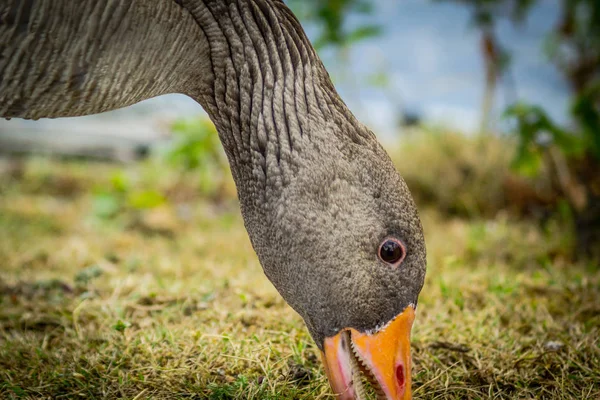 Kanada Gås Äter Gräs Närbild — Stockfoto