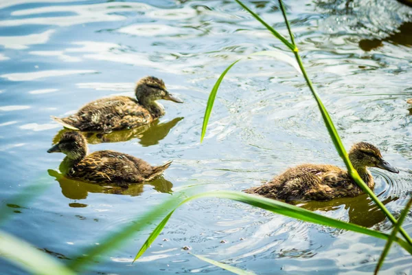 Πάπιες Mallard Πάπια Πουλιά Μικρά Μωρό Στο Νερό Στο Κανάλι — Φωτογραφία Αρχείου