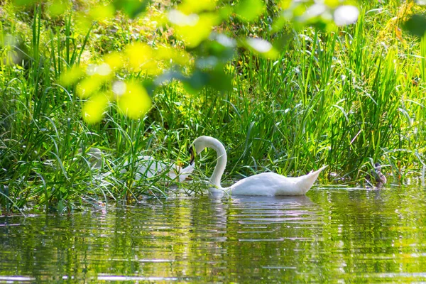 Cygne Blanc Sur Lac Aux Feuilles Vertes — Photo