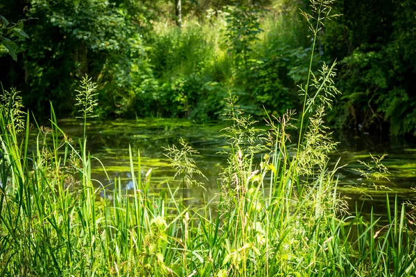 Beautiful Green Nature Canal — Stock Photo, Image