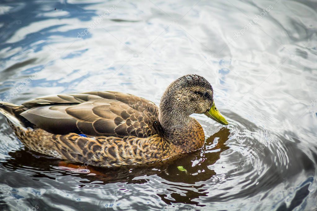 Mallard female duck on the canal
