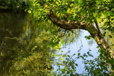 Yaz aylarında su üzerinde güzel ağaç dalları