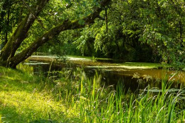 Bir yolu ormandaki, yaz saati 