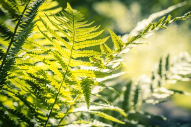 Güzel yeşil fern yaz aylarında atış yakın bırakır