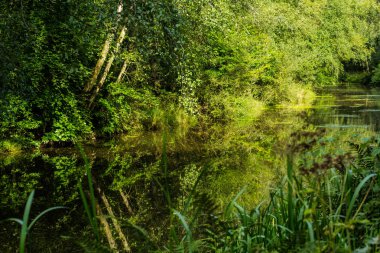 Güzel huş ağacı ile rfeflections su kanalında