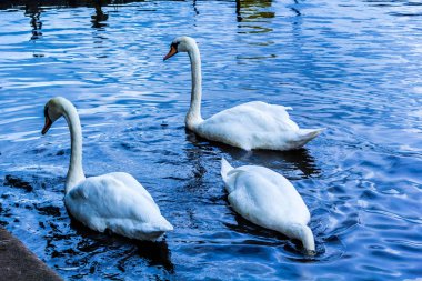 Beautiful white swans at the Linlithgow Loch in Scotland clipart