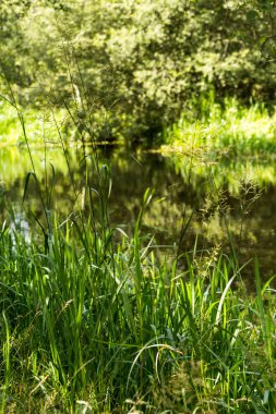 Yeşil otlar ve bitkiler kanalında, İskoçya'da yaz saati