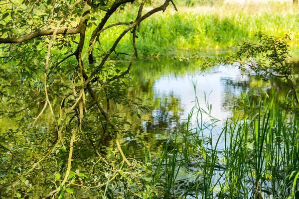 Beautiful Tree Branches Water Summertime — Stock Photo, Image