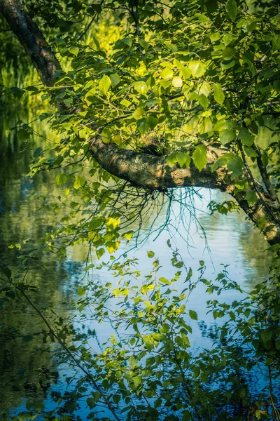 Belles Branches Arbres Sur Eau Été — Photo