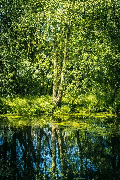 Hermoso Abedul Canal Con Rfeflections Agua — Foto de Stock