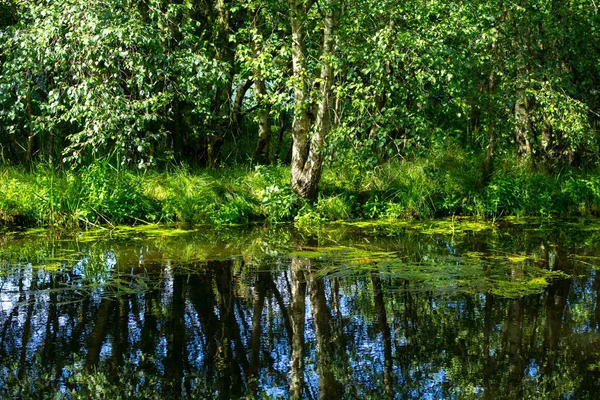 Bel Arbre Bouleau Canal Avec Des Rfeflections Dans Eau — Photo