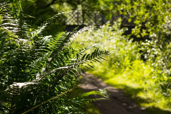 Laat Zomer Prachtige Groene Fern Close Shot — Stockfoto