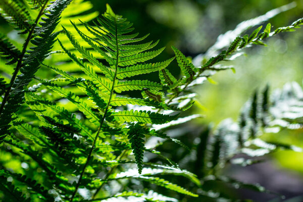 Beautiful green fern leaves in Summer close up shot