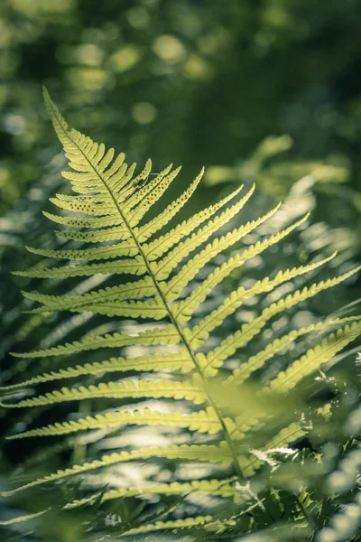 Frumoase Frunze Ferigă Verde Vară Aproape Împușcat — Fotografie, imagine de stoc