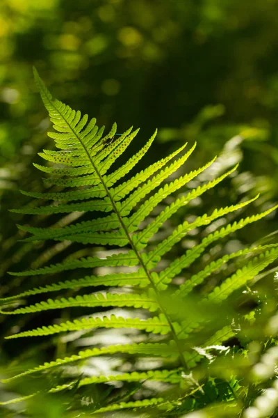 Krásné Zelené Kapradí Listy Létě Zblízka Střílel — Stock fotografie