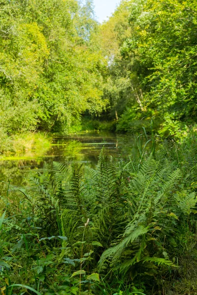 Bel Été Canal Des Monklands Écosse — Photo