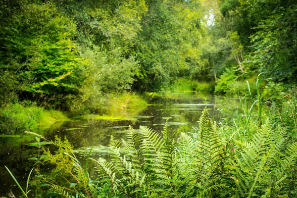 Bel Été Canal Des Monklands Écosse — Photo