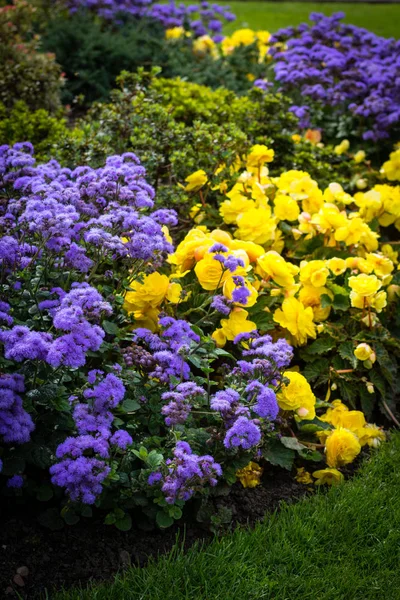 Sarı Begonya Çiçekleri Çiçek Tarhında Mor Çiçeklerle Çiçek Açıyor — Stok fotoğraf