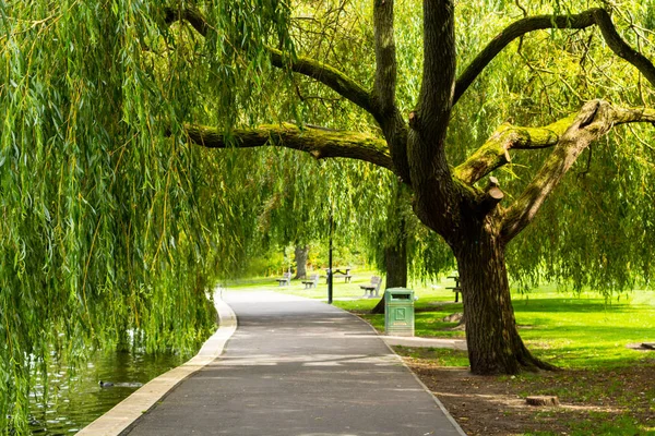 Oude Prachtige Treurwilg Het Park Linlithgow — Stockfoto