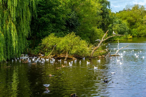 Linlithgow Loch Linlithgow Szkocji — Zdjęcie stockowe