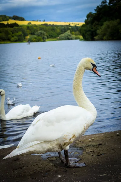 Beautiful White Swans Linlithgow Loch Scotland — Stock Photo, Image