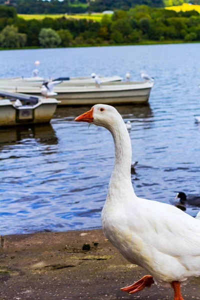 Vit Gås Promenader Vid Sjön Linlithgow Skottland — Stockfoto