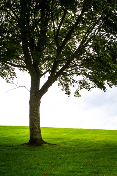 Прекрасне Дерево Пагорбі Зеленою Травою — стокове фото