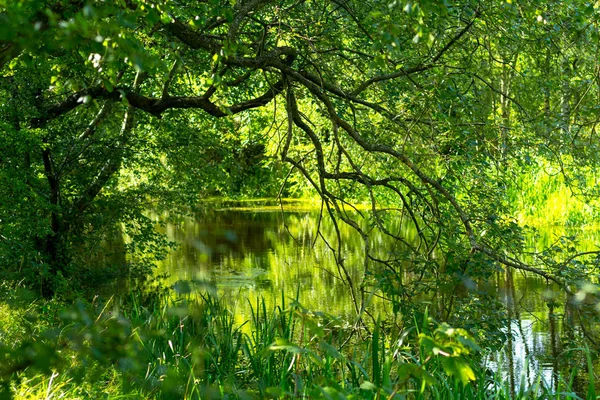 Beautiful Tree Branches Water Summertime — Stock Photo, Image