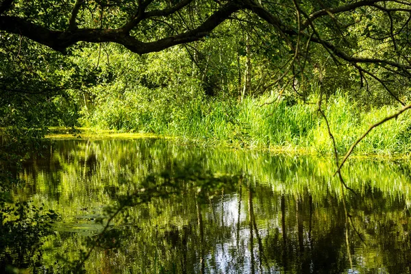 Belles Branches Arbres Sur Eau Été — Photo