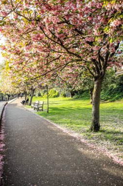 Japon kiraz ağaçları çiçek Richmond.