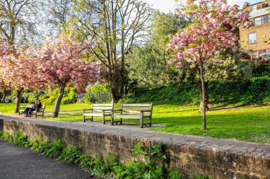 Richmond.18.04.2018 Japon kiraz ağaçları çiçek altında bankta oturan bir çift