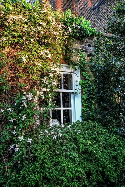 Traditional British House window and ivy with clematis blossom