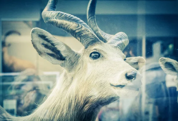 Beautifiul Deer Artistic Image Natural History Museum London — Stock Photo, Image