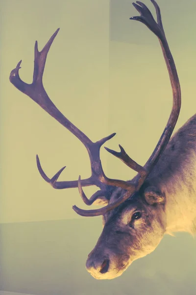 Piękny Jeleń Artystyczny Obraz Natural History Museum Londyn Wielka Brytania — Zdjęcie stockowe