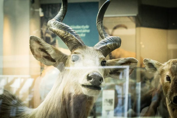 Jelenia Beautifiul Artystyczny Obraz Natural History Museum Londyn Wielka Brytania — Zdjęcie stockowe