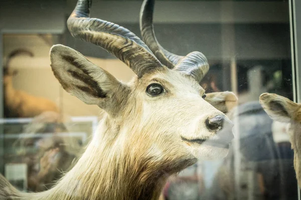 Beautiful Deer Artistic Image Natural History Museum London — Stock Photo, Image