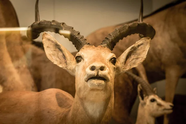 Piękny Jeleń Artystyczny Obraz Natural History Museum Londyn Wielka Brytania — Zdjęcie stockowe