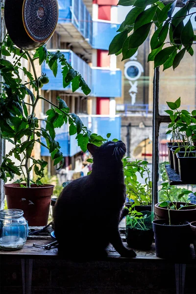 Hipster cat in a hipster flat on a hipster window.