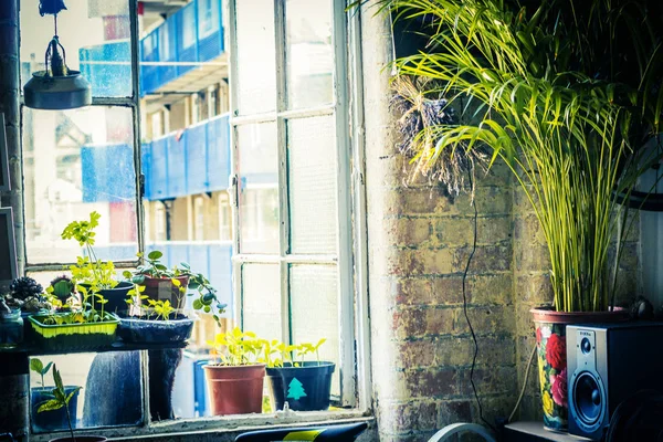 Модна Хіпстерська Квартира Зеленим Плюшевим Деревом Кімнатна Рослина Красивому Рожевому — стокове фото