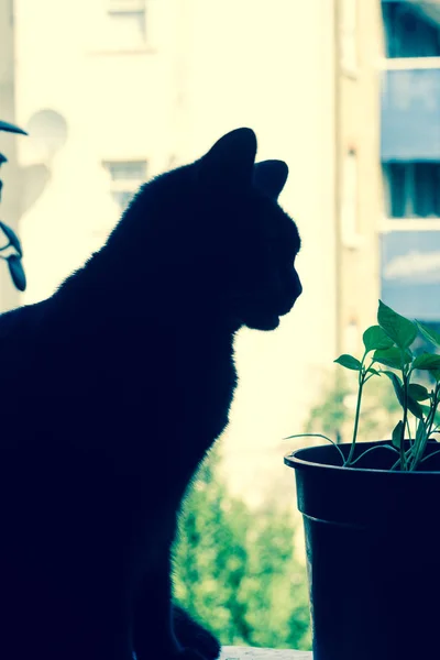 Hipster Cat Hipster Flat Hipster Window — Stock Photo, Image