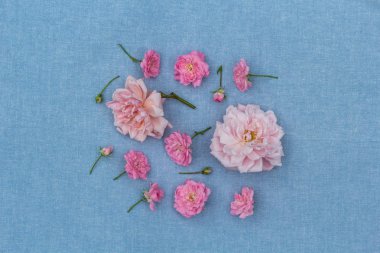 Romantik, mavi arka planda rosies