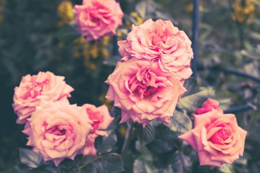 Güzel aloha bush çiçek gül